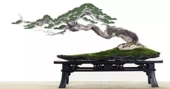 盆栽圖片